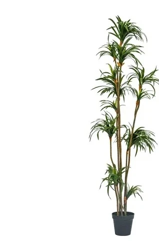 Dracaena Marginata - 시뮬레이션 드라세나 드라세나 마르티나타 녹색 식물