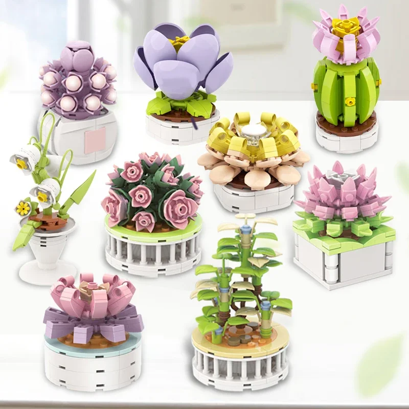 블록 시티 DIY 화분 식물 다육 식물 선인장 안개꽃  - Echeveria Succulent 리뷰 및 가격