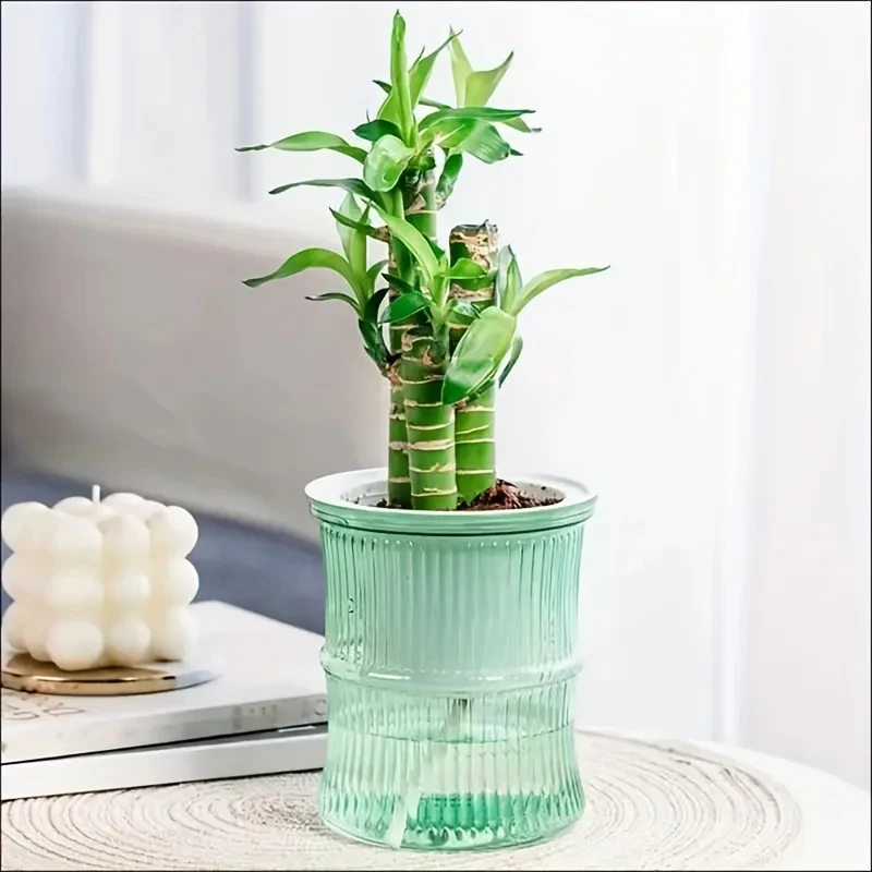 투명 이중 레이어 자동 급수 화분, 게으른 사람들을 위 - Aloe Vera Pot 리뷰 및 가격